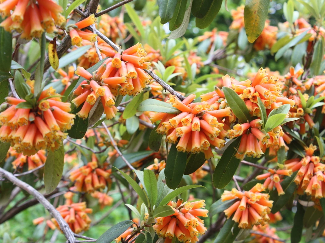 R. keysii